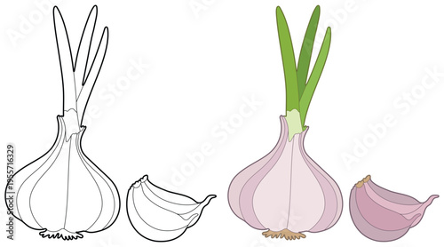 Garlic bulb with clove isolated clean line art vegetable coloring page design