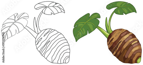 Taro root with tropical leaves isolated clean line art vegetable coloring page