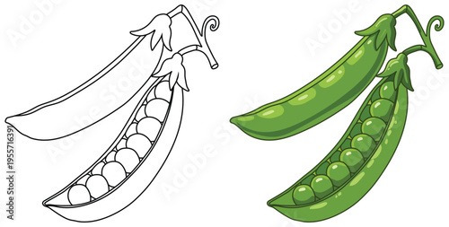 Green peas pods isolated clean line art vegetable coloring page illustration