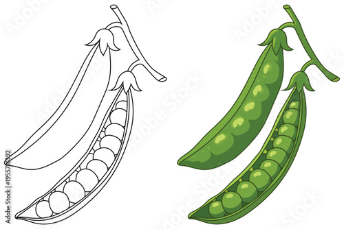 Pea pods with seeds isolated clean line art vegetable coloring page illustration
