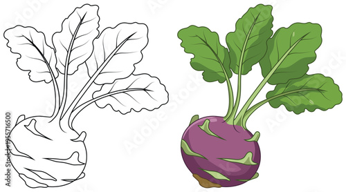 Kohlrabi vegetable illustration isolated clean outline and colored version for kids