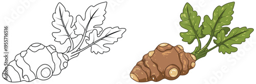Jerusalem artichoke vegetable illustration isolated clean outline and colored version for kids