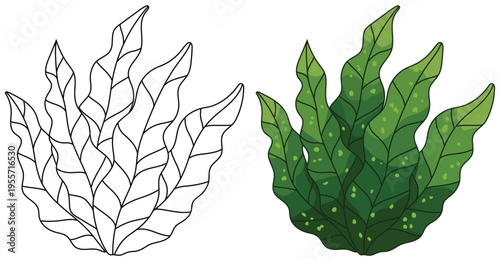 Seaweed illustration isolated clean outline and colored version for kids