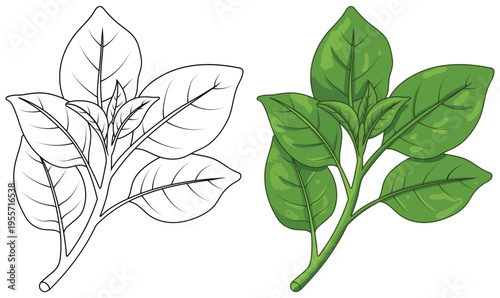Spinach leaves illustration isolated clean outline and colored version for kids