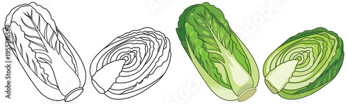 Lettuce illustration set with whole and sliced forms in outline and colored style