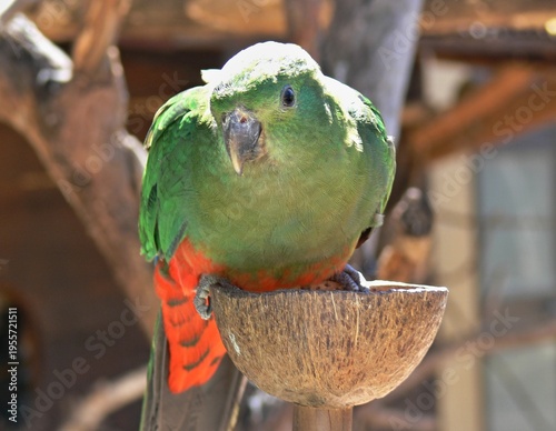 Wallpaper Mural Australian King Parrot perching on a coconut feeder Torontodigital.ca