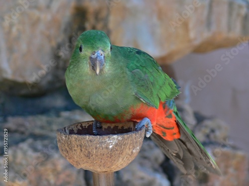 Wallpaper Mural Australian King Parrot female on coconut feeder perching Torontodigital.ca
