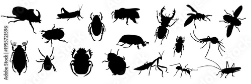 Collection of insect silhouettes including beetles, ants, flies, mosquitoes, mantis and other bugs. Various shapes and species isolated on white background. Perfect for biology, entomology, pest contr