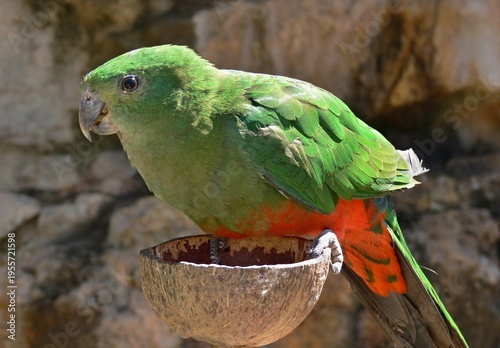 Wallpaper Mural Australian King Parrot perched on coconut shell feeder Torontodigital.ca