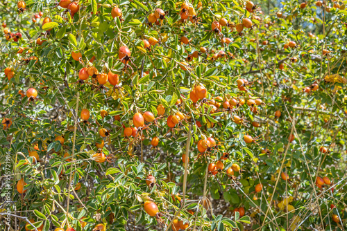 Tableau sur toile Maule Region, Chile - March 16, 2026: Ripe rosehips on their bush in a rural setting