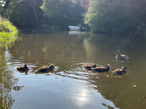 Obraz na płótnie duck and ducklings