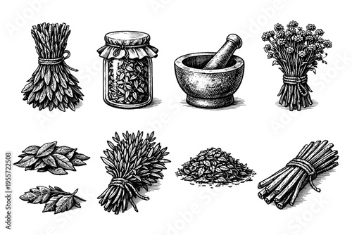 Vintage botanical illustrations of herbs, spices, and culinary ingredients in a sketch style