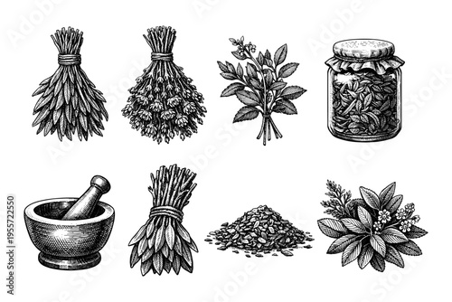 Vintage botanical illustrations of herbs, mortar and pestle, and preserved herbs in a jar