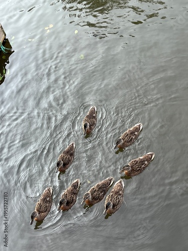 ducks on the water