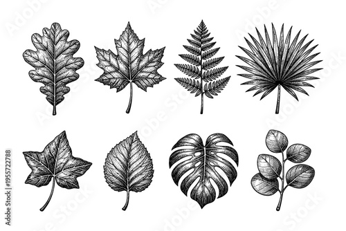 Collection of eight different botanical leaf illustrations in a vintage engraving style