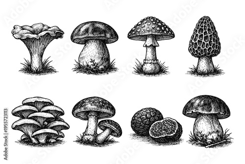 Collection of diverse mushroom species illustrated in a vintage, detailed engraving style