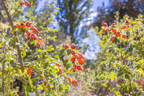 Canvastavla Maule Region, Chile - March 16, 2026: Ripe rosehips on their bush in a rural setting