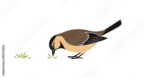 Small brown and tan garden bird with a black head pecking at green grass on a plain and clean white background.