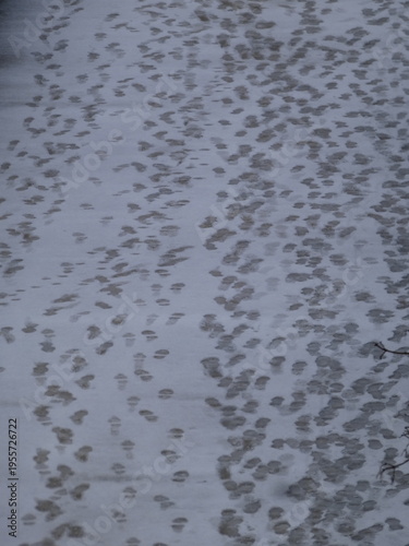 PISADAS EN LA NIEVE
