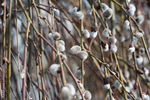  Close-up view  of soft fluffy pussy willow catkins on a blurred natural background.