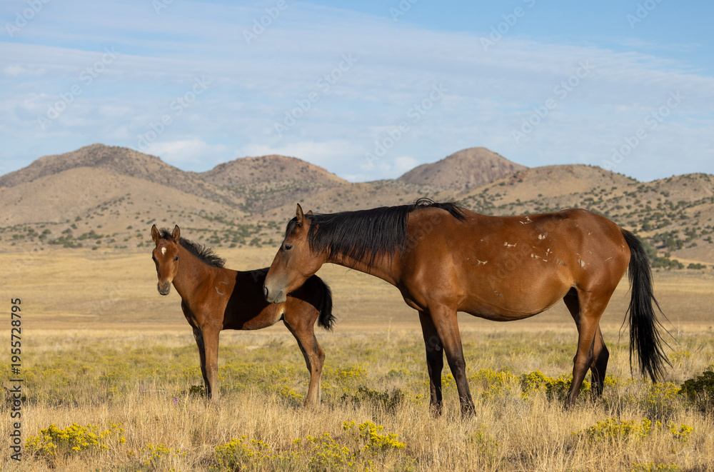 Fototapeta premium Wild Horse Mare and Foal in the Utah Desert in Autumn