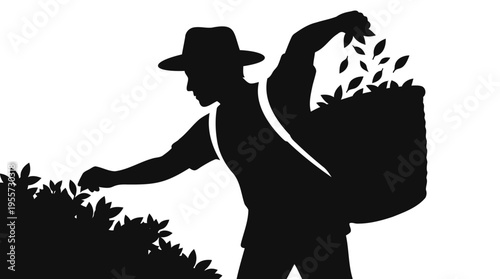 Skilled worker in a hat meticulously hand-picking fresh tea leaves from a lush plantation, embodying traditional harvesting methods