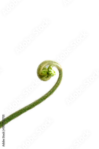 Top view of Golden Moss with Long Stem, focus selective