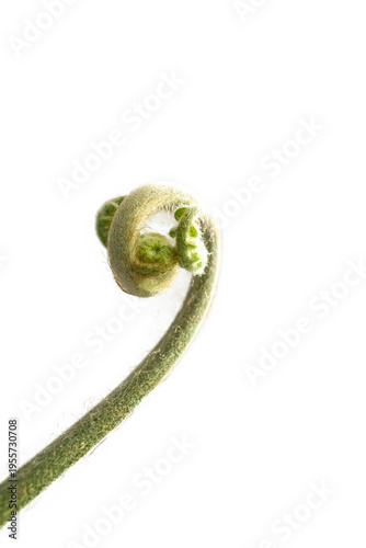 Top view of Golden Moss with Long Stem, focus selective
