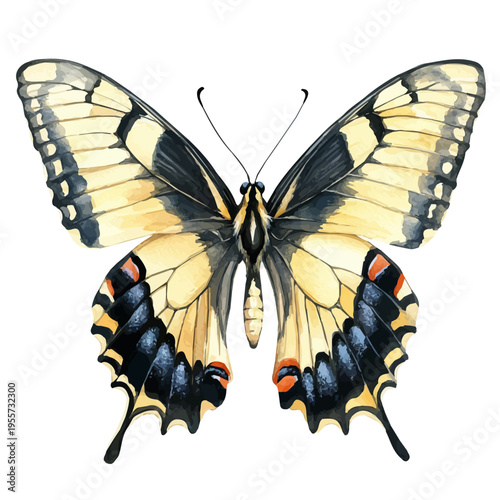 Swallowtail Butterfly, charming watercolor clipart, isolated on a white background.