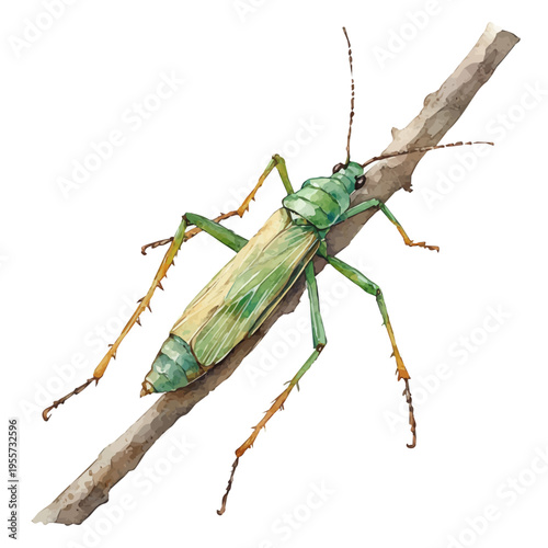 watercolor of Stick Insect draw illustration, isolated on a white background.