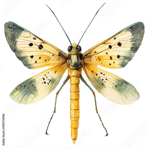 watercolor of Scorpionfly draw illustration, isolated on a white background.