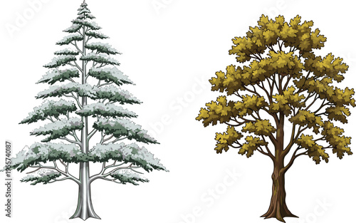 Coniferous tree in winter, deciduous tree in autumn, seasonal contrast, nature landscape, forest diversity, climate change, foliage, outdoor scene