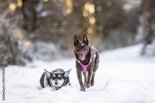 Canvastavla Kelpie Hunde haben Spass im Schnee