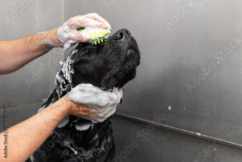 Foamy black labrador head wash in a self service dog bath, owner supports the neck and brushes shampoo across the forehead and crown in a stainless grooming tub showing gentle canine hygiene