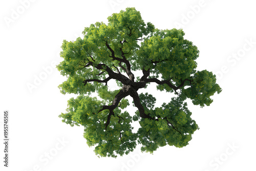 Tree with full green leaves and visible brown branches and trunk, captured from a bird's-eye perspective. Isolated plant element