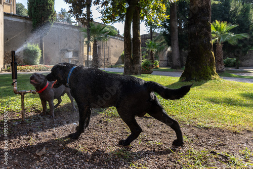 Blue French Bulldog and black Labrador playing by a garden sprinkler, wet dogs step through cool spray and muddy grass in a shaded park while summer sunlight lights the water mist