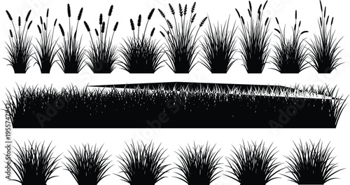 Grass silhouette, reed plants, wild meadow, natural field, black vector, isolated design, decorative border, nature element, botanical illustration, landscape background, foliage texture