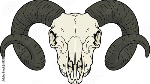 A ram's skull, seen from the front, depicted as a detailed anatomical drawing of the facial bones with horns, presented as a vintage outline sketch of a deceased sheep in a vector illustration on a