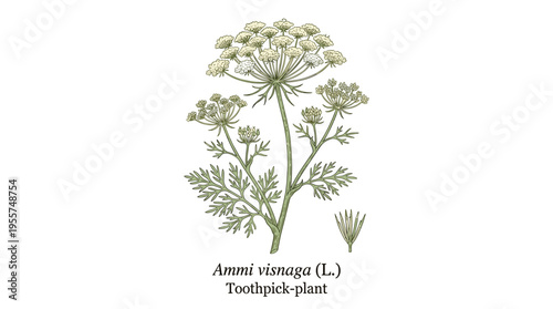Hand‑drawn elegant flowers and leaves of Ammi visnaga, also known as toothpick plant, set against a white background. A beautiful flowering or wild plant. A natural botanical vector illustration