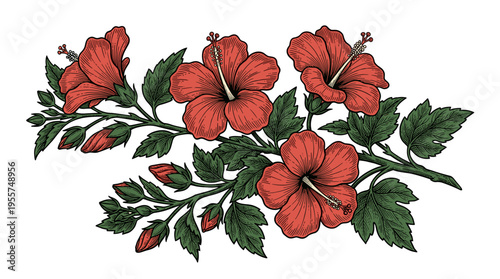 Illustration of hibiscus blossoms: a vintage botanical sketch featuring unopened buds, with finely outlined engraved petals and leaves, rendered hand‑drawn in a retro etched vector style against a
