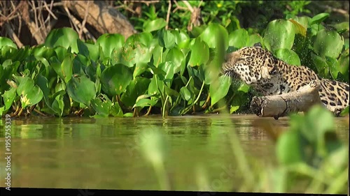 Jaguar Shaking Water in Tropical River Habitat