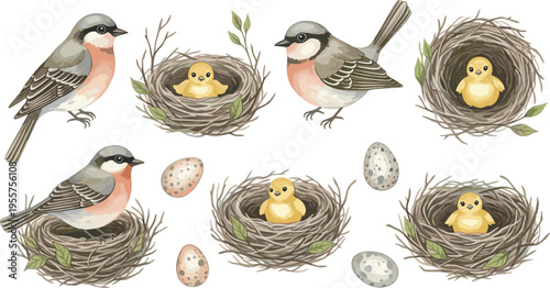 Bird Nest Collection Vector Illustration Featuring Sparrow with Eggs and Chicks in Natural Wildlife Hand Drawn Style Set