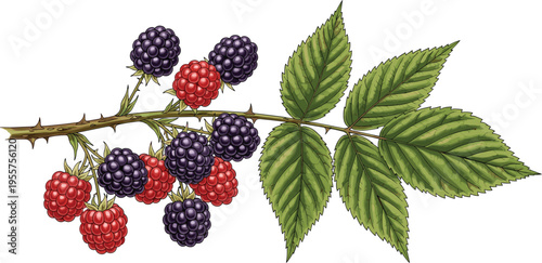 Blackberry branch with ripe and unripe berries detailed botanical illustration fresh wild fruit organic vector isolated