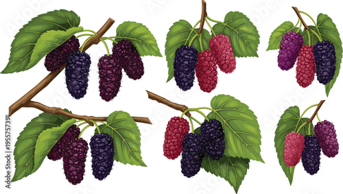 Mulberry branches collection with ripe purple and red berries detailed botanical fresh organic fruit vector illustration set