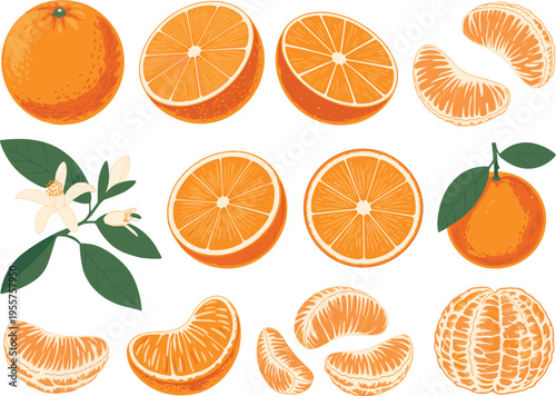 Orange fruit collection with whole sliced segments and blossom detailed citrus illustration fresh healthy food vector set