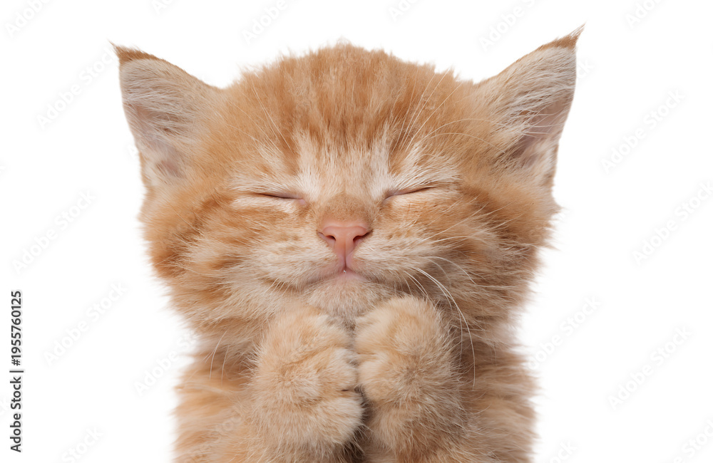 Fototapeta premium Adorable Ginger Kitten with Paws Together and Closed Eyes Isolated PNG