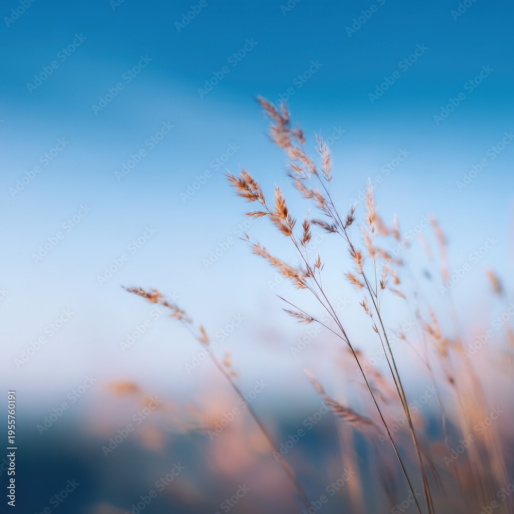 Obraz premium Slender grass stalks blue sky warm highlights soft bokeh delicate seed heads calm natural scene
