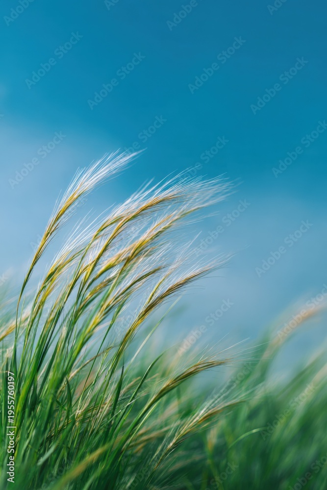 Obraz premium Closeup wheatgrass stems bending under wind against cyan sky with soft sunlight and lush green meadow