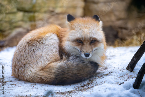 Φωτογραφία A red fox curls up in the snow, its bushy tail wrapped around its body
