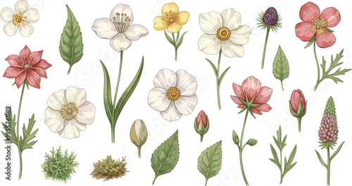 Wildflower Botanical Collection Vector Illustration Featuring Meadow Flowers Leaves Buds and Natural Floral Elements in Hand Drawn Vintage Style